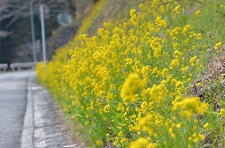 菜の花