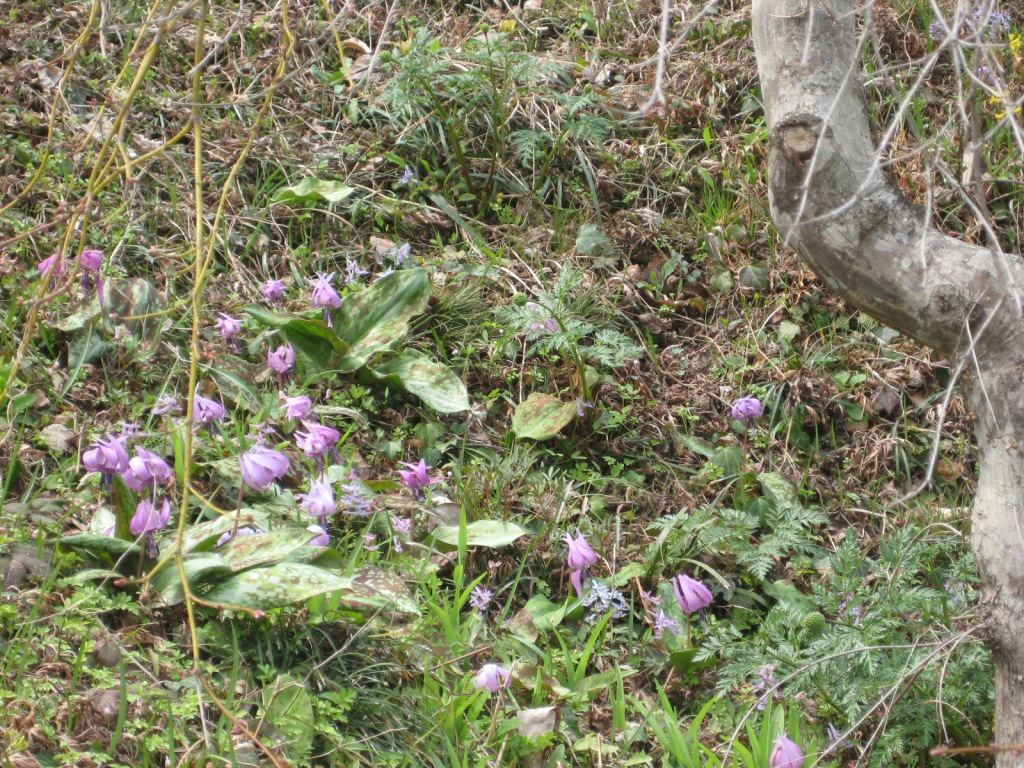 image45