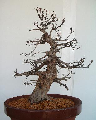 サツキ | 琳葉(りんは)盆栽 - RINHA BONSAI -